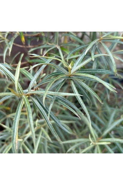 Обліпиха звичайна Лорд